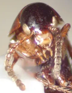 Carphacis nepigonensis thumbnail 2