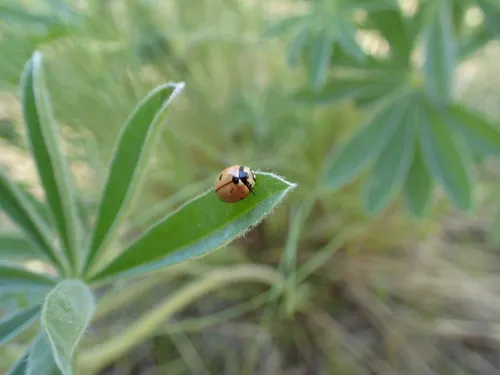 Prolongate Lady Beetle