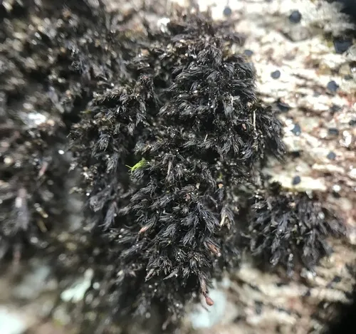 Roth's Andreaea Moss