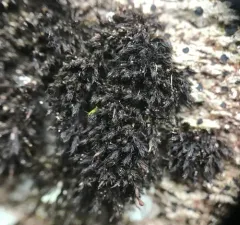 Roth's Andreaea Moss thumbnail 1