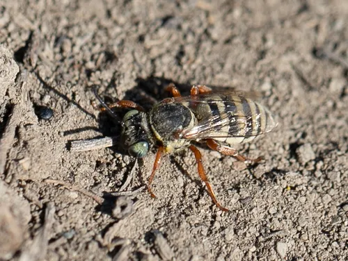 Belted Longhorn-Cuckoo