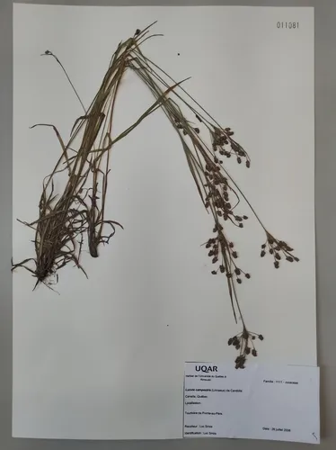 Fen Wood-rush