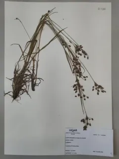 Fen Wood-rush thumbnail 1
