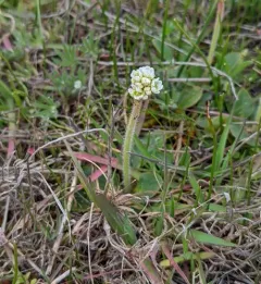 brittle-leaf saxifrage thumbnail 1
