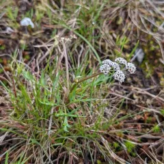 Indian biscuitroot thumbnail 1