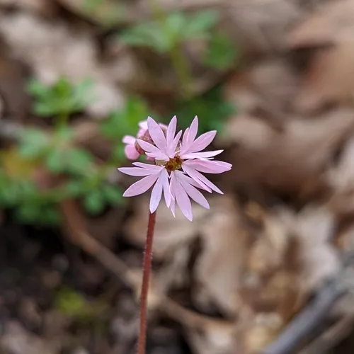 Bulbous woodland star