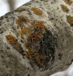 Firedot Lichen thumbnail 4