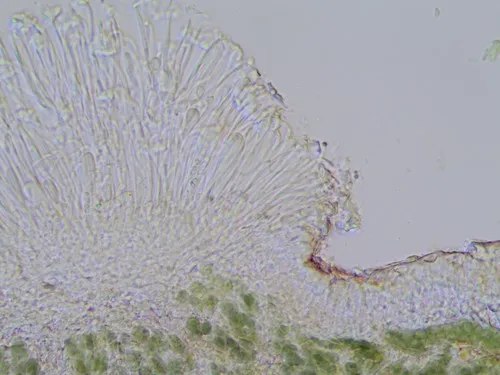 Corticifraga fuckelii