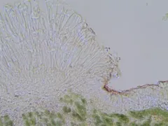 Corticifraga fuckelii thumbnail 1