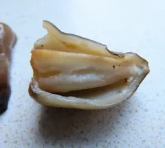 conic morel thumbnail 2