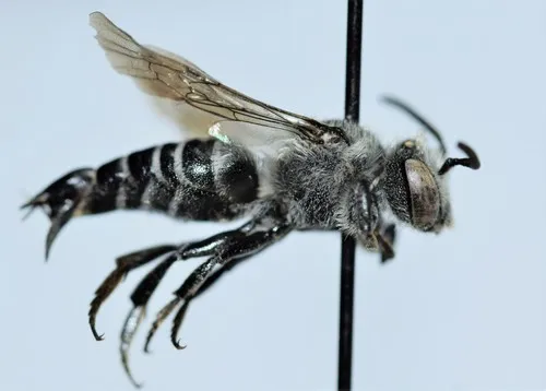 Sad Cuckoo Leafcutter Bee