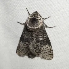 Poplar Carpenterworm Moth thumbnail 2