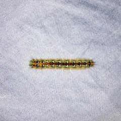 Pacific Tent Caterpillar thumbnail 2