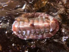 Boreochiton beringensis thumbnail 1