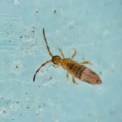 Entomobrya washingtonia thumbnail 2