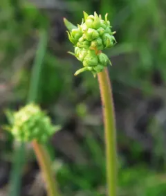 brittle-leaf saxifrage thumbnail 2
