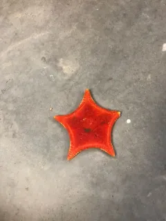 Ceramaster granularis thumbnail 2