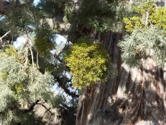 dense mistletoe thumbnail 2