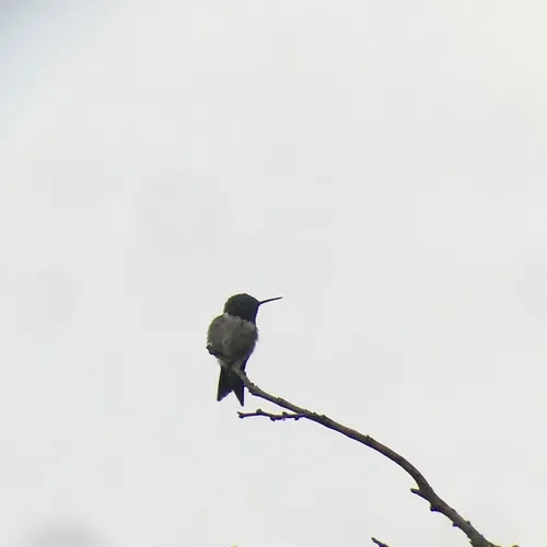 Ruby-throated Hummingbird
