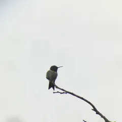 Ruby-throated Hummingbird thumbnail 1
