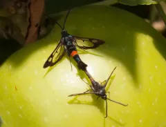 Red-belted Clearwing Moth thumbnail 3