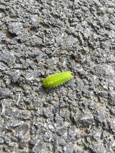 Nason's Slug Moth