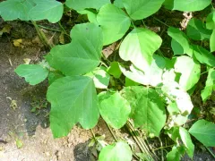 kudzu thumbnail 1