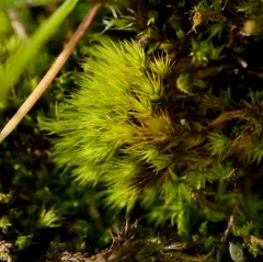 Bartramia aprica thumbnail 2
