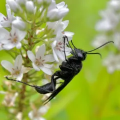 Prionyx atratus thumbnail 1