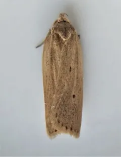 Gonioterma mistrella thumbnail 3