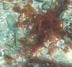 winged rib thumbnail 3