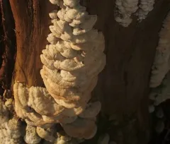 Irpiciporus mollis thumbnail 2