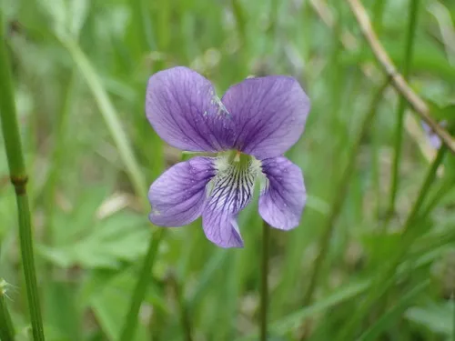 pectinate-leaved violet