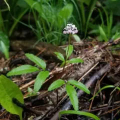 dwarf ginseng thumbnail 2