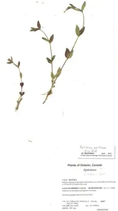 arctic willowherb thumbnail 3