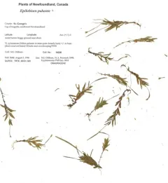 marsh willowherb thumbnail 3