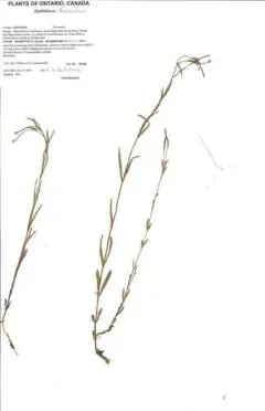 Dahurian Willowherb thumbnail 2
