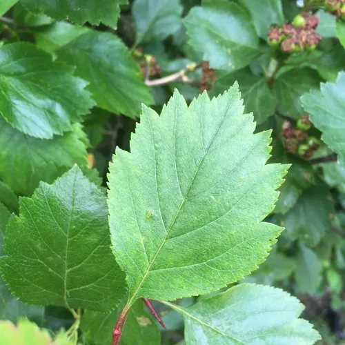 Black Hawthorn