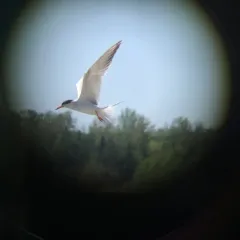 Forster's Tern thumbnail 2