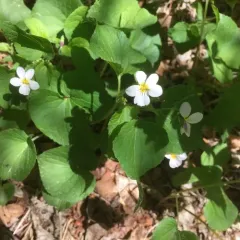 Canada Violet thumbnail 2