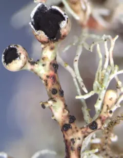 Opegrapha sphaerophoricola thumbnail 3