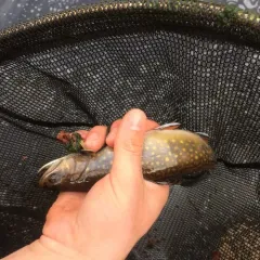 Brook Trout thumbnail 3