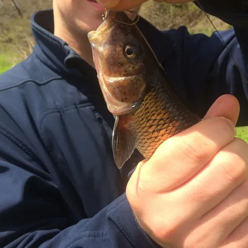 Fallfish