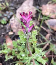 Common Fumitory thumbnail 1