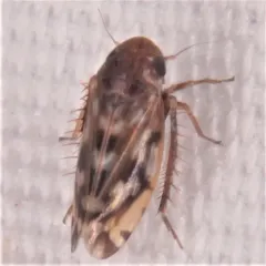 Xestocephalus fulvocapitatus thumbnail 2