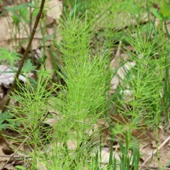field horsetail thumbnail 3
