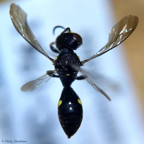 Ectemnius paucimaculatus