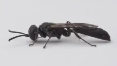 Trypoxylon frigidum thumbnail 4