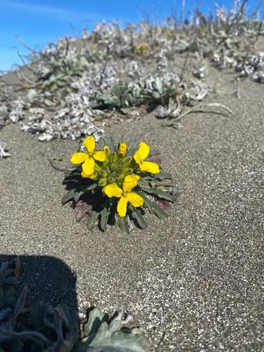 headland wallflower