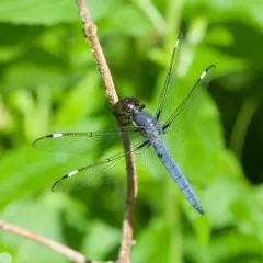 Spangled Skimmer thumbnail 2